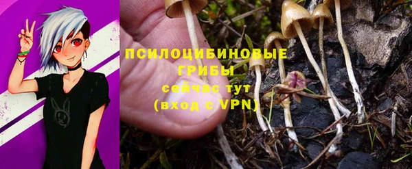 стафф Богданович